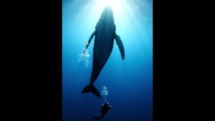 最近中文字幕MV在线MV视频 - 深蓝星球：探索海洋深处的未知世界